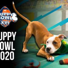 Puppy Bowl Odds & Player Preview